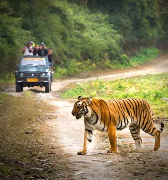 Ranthambore Safari
